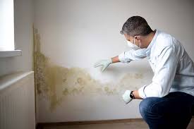 Environmental Consulting for Mold Prevention in Highlands, TX